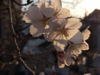 おとといラジオ、今夜9時からスタートです！