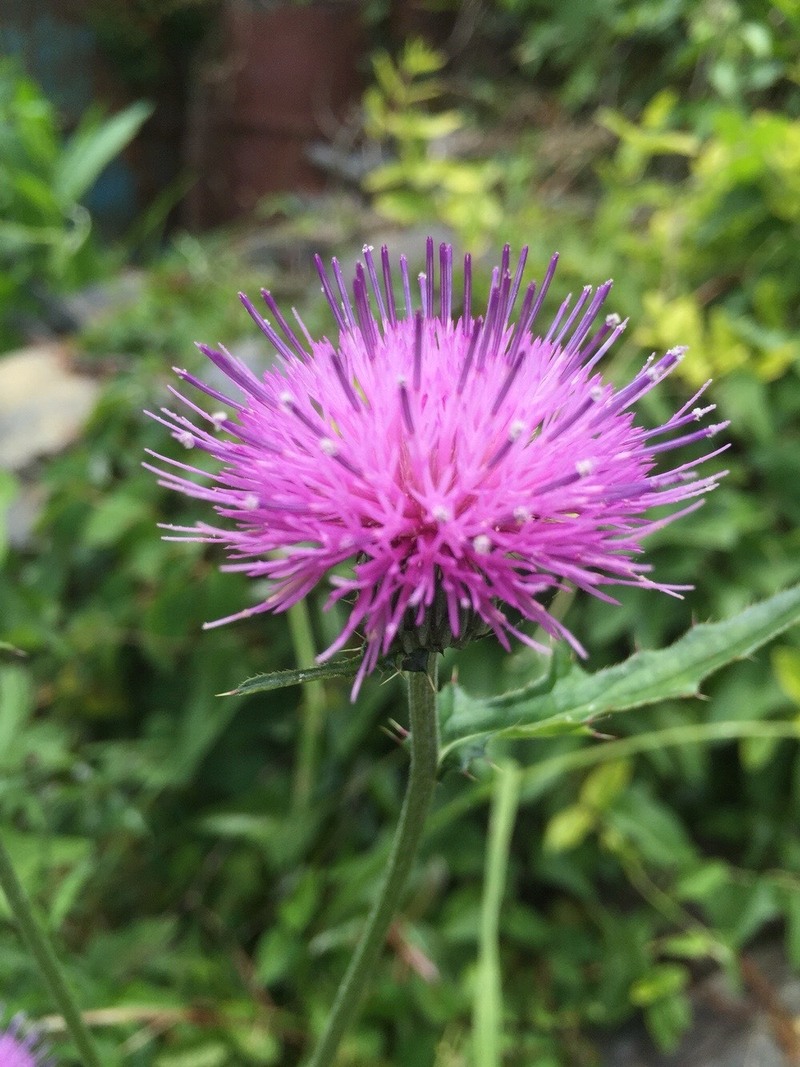 傘の花咲く木曜日♪ #ワンダー765 #NAMI765