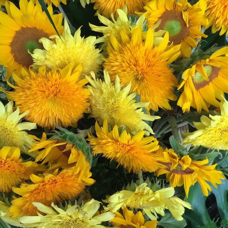 週の真ん中水曜日☆☆☆ #ワンダー765 #NAMI765