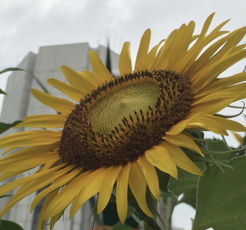 スイスイ〜っと水曜日 #ワンダー765 #NAMI765