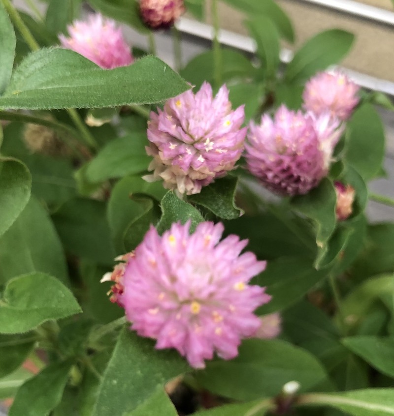 サヨナラ勝ち明けの火曜日♪ #ワンダー765 #NAMI765