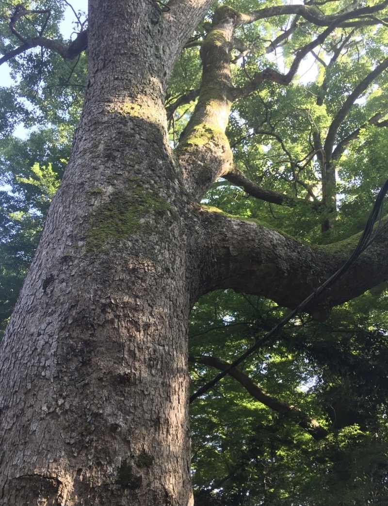 高校野球開幕の火曜日♪ #ワンダー765 #NAMI765