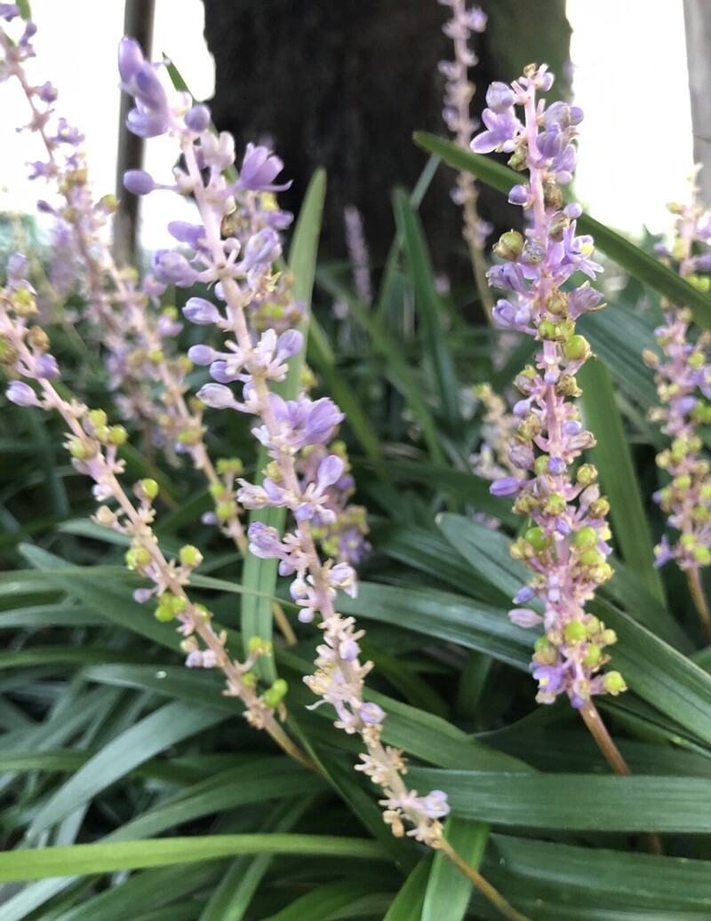 満月あけて月曜日♪ #ワンダー765 #NAMI765