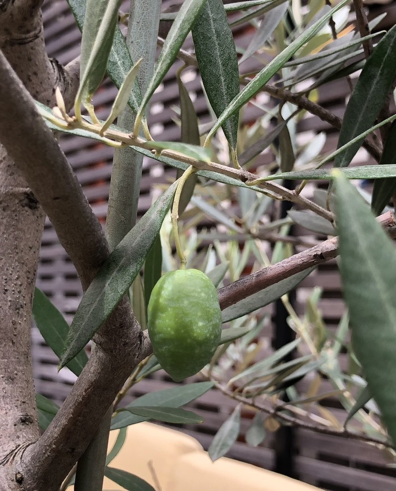 チューチューTuesdayの火曜日♪ #ワンダー765 #NAMI765