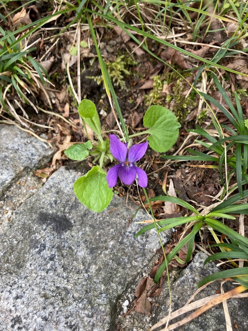 忍者になろうかと思います。 #まちゃお765