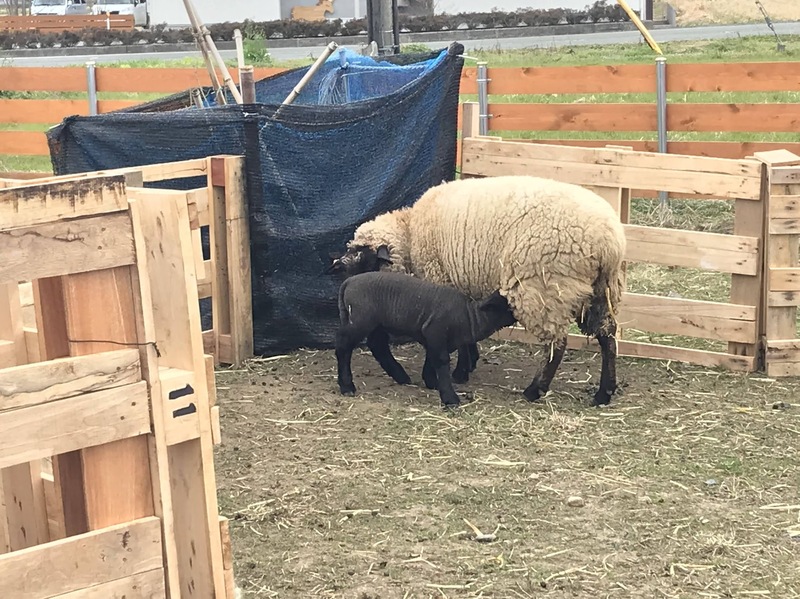 いた、いた、いた！ #まちゃお765