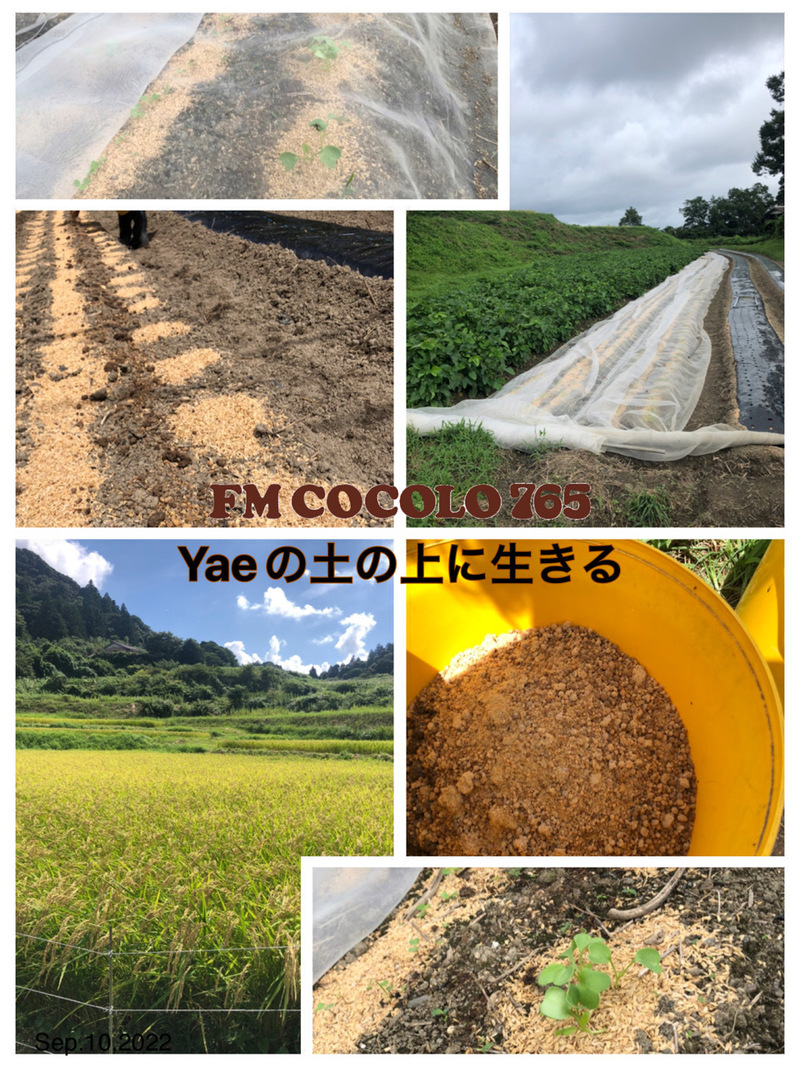 「Yaeの土の上に生きる」2022/09/10(土)Yae #SMC765