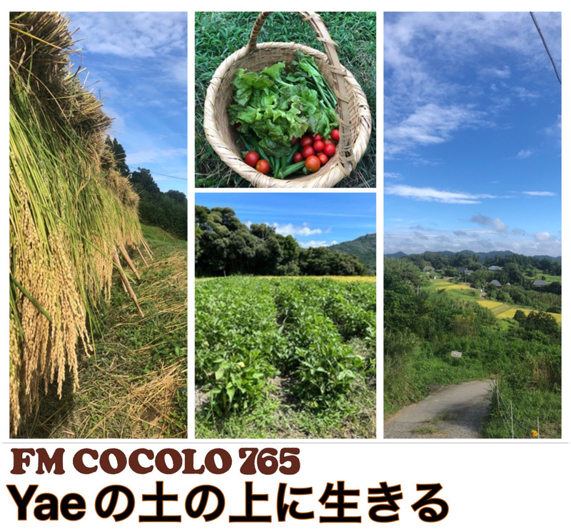 「Yaeの土の上に生きる」2022/09/17(土)Yae #SMC765