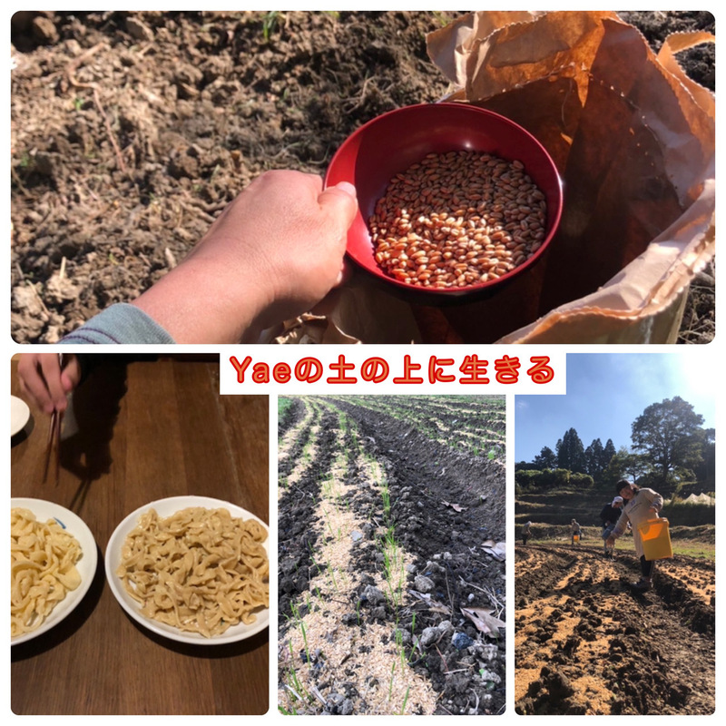 「Yaeの土の上に生きる」2022/12/03(土)Yae #SMC765