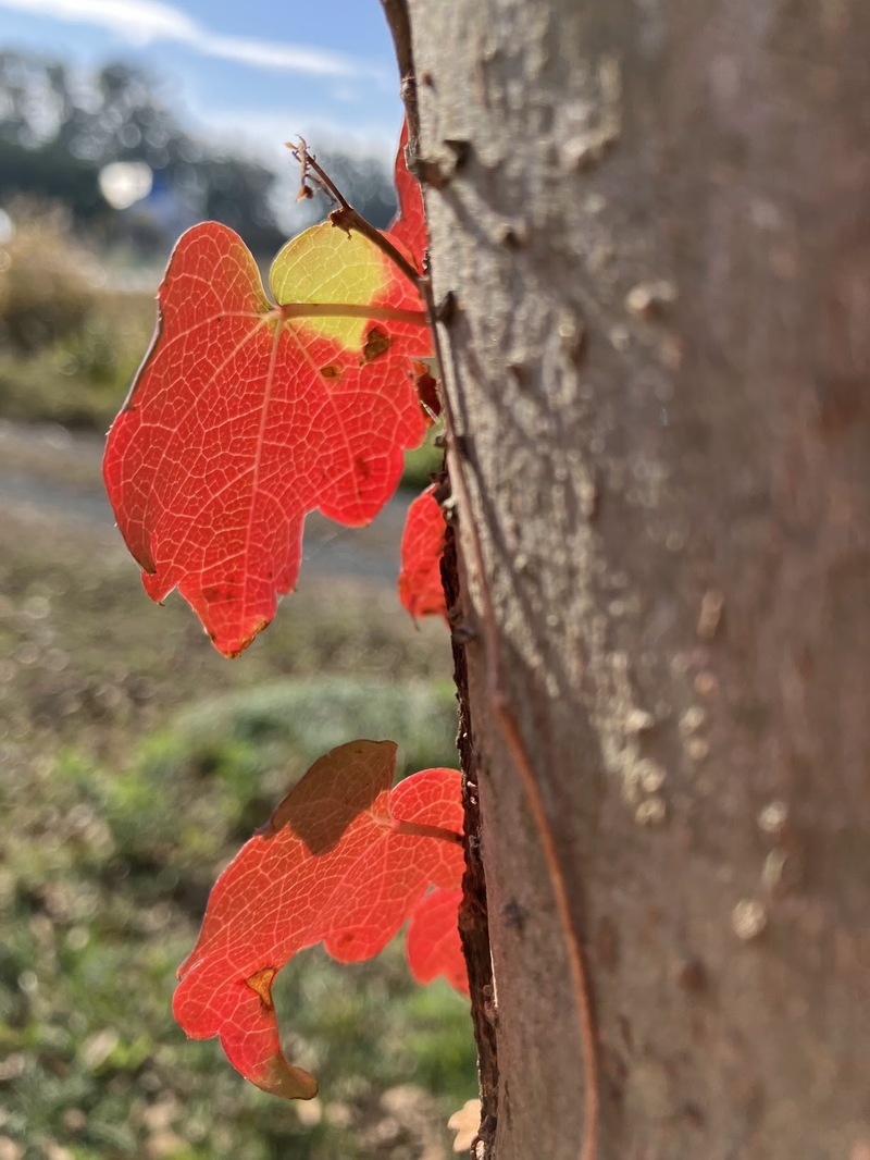 もしかして、照れてる？