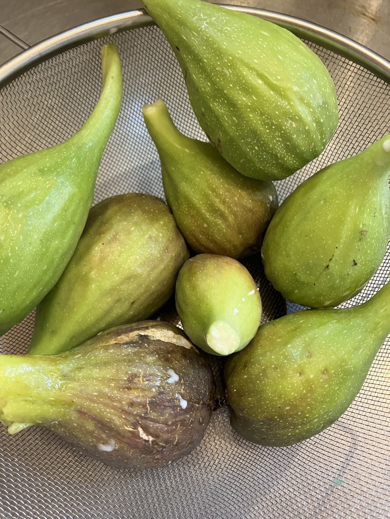 気合いを跳ね返すいちじく