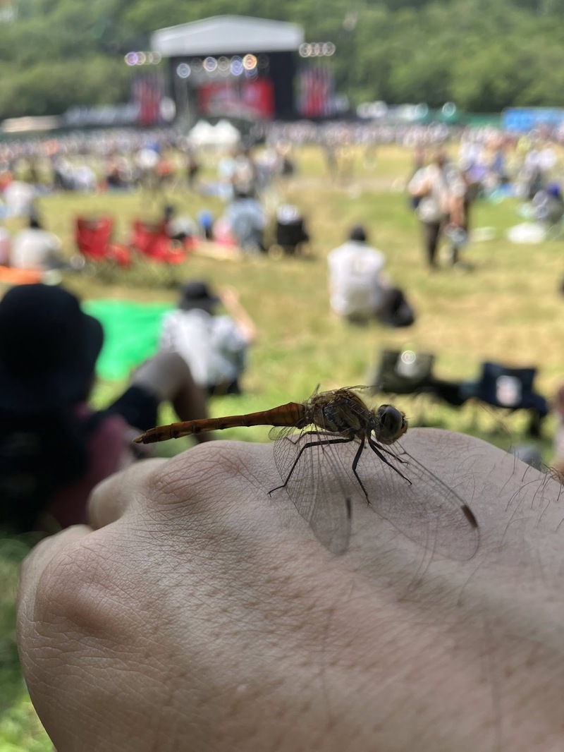 トンボも一緒に鑑賞