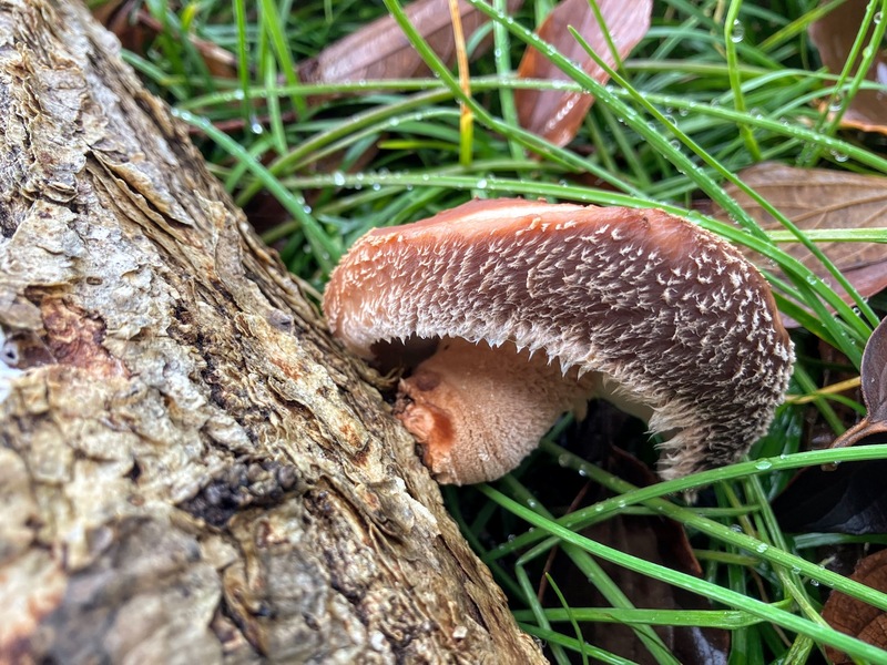 冬支度のご褒美か？