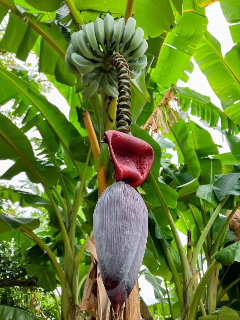 バナナのお出迎え