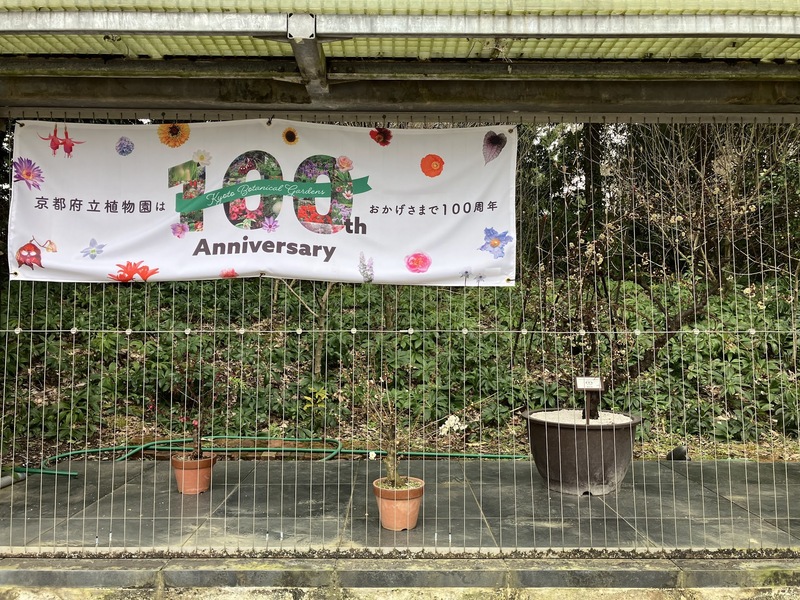 祝！100周年