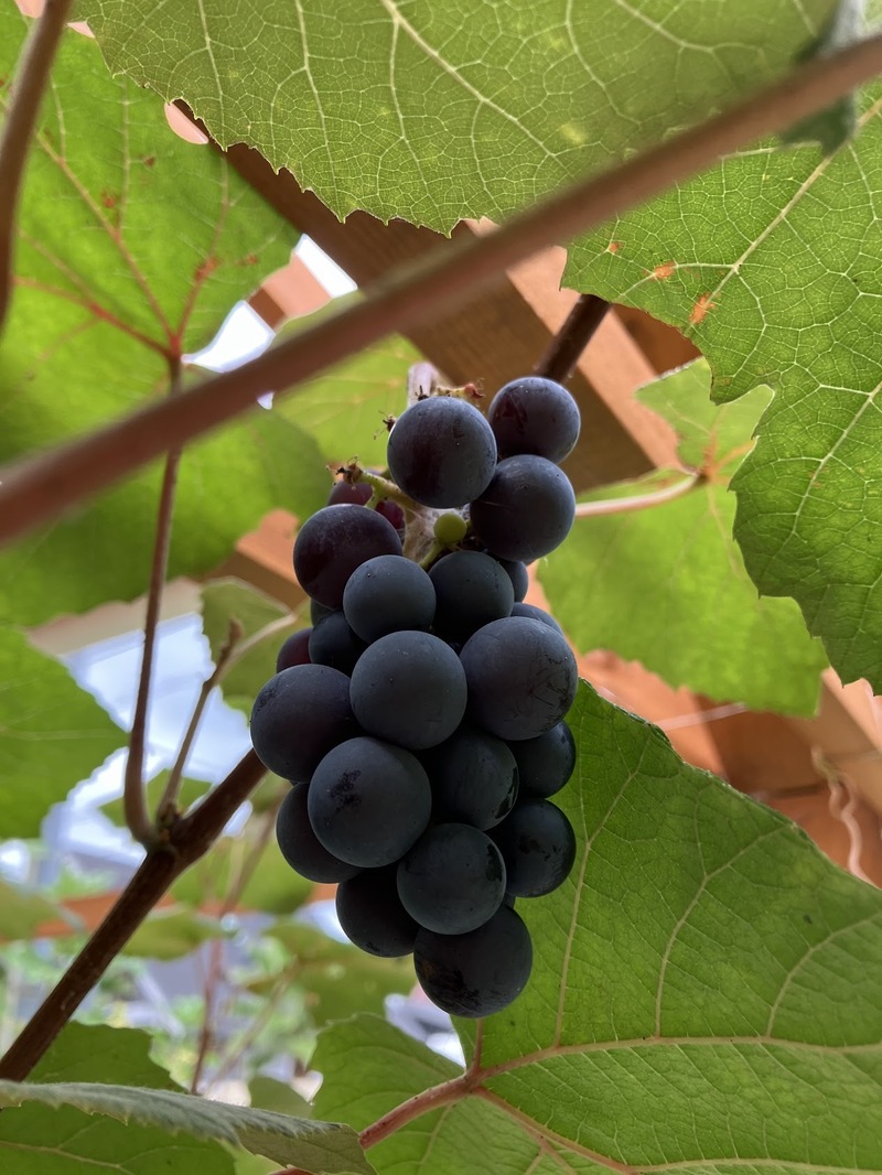 たわわにな〜れ！