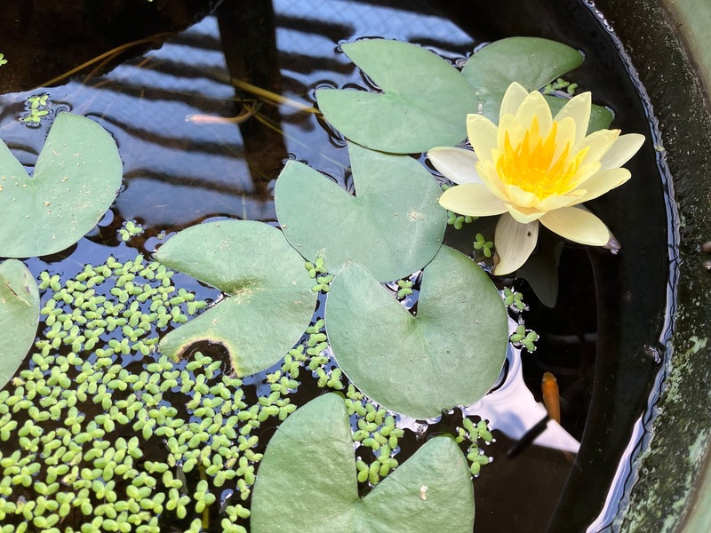 替え歌も飛び出す睡蓮開花！