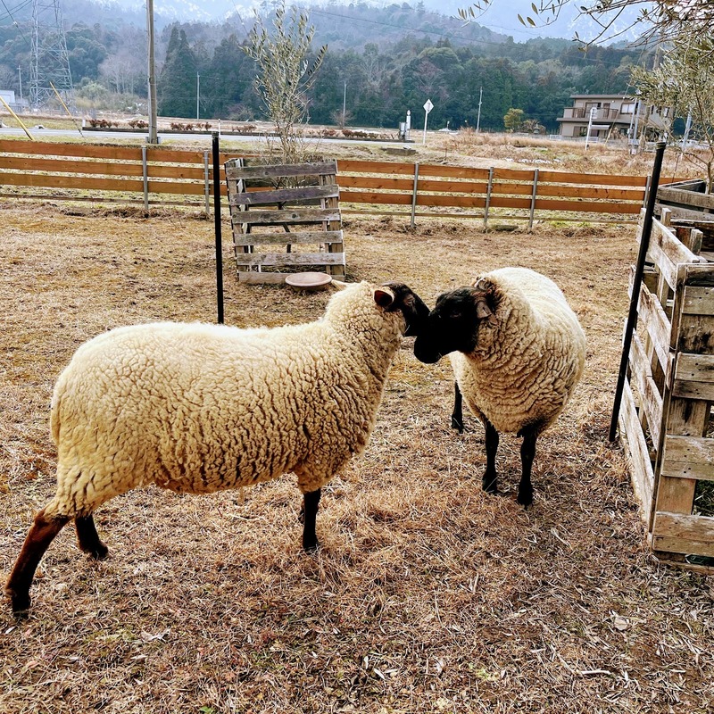 羊にあてられたバレンタイン